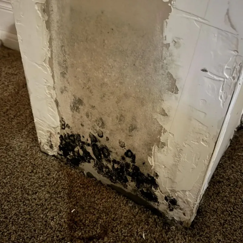 Professional Mold Removal in Sansom Park, TX